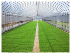 須藤の土 8ミリ網を通した粒状