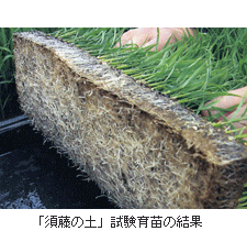 試験育苗の結果