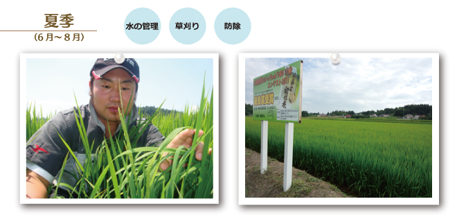 夏季作業